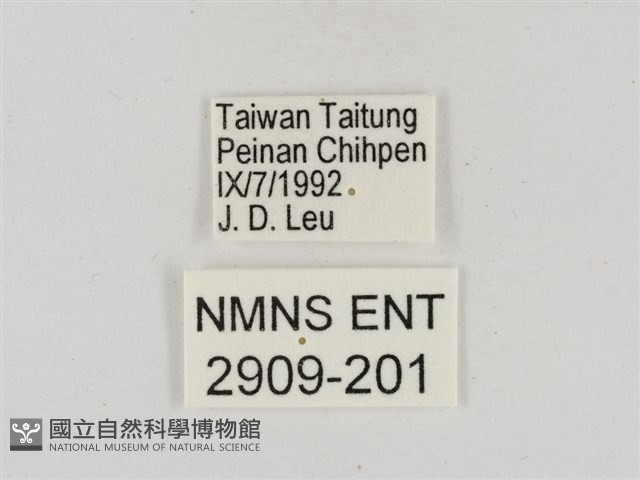 淡褐脈粉蝶藏品圖，第3張