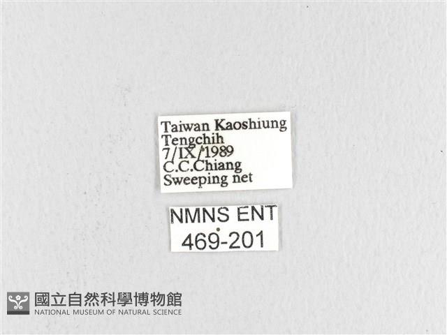 松大毛蟲藏品圖，第3張