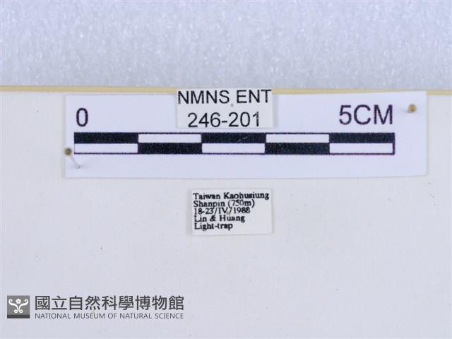 巨網燈蛾藏品圖，第3張