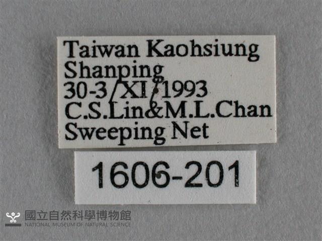 波灰蝶藏品圖，第3張