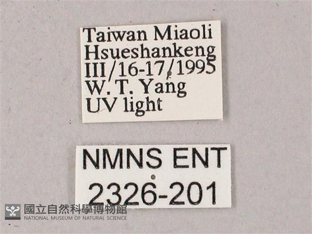 榆綠天蛾藏品圖，第3張