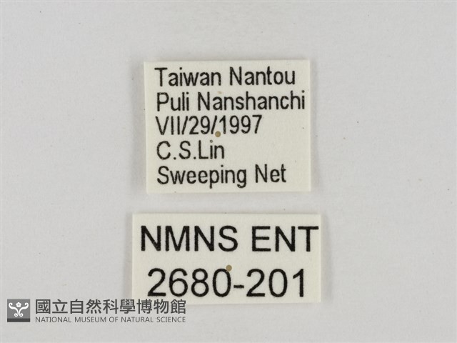 淡褐脈粉蝶藏品圖，第3張