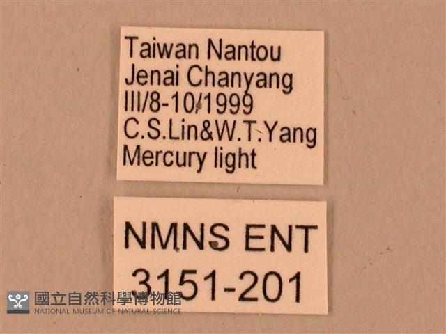 臺灣鋸翅天蛾藏品圖，第3張