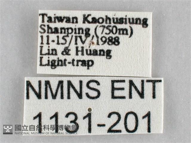 扭擬燈蛾藏品圖，第3張