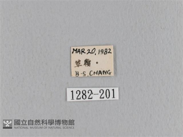 大褐斑枯葉蛾藏品圖，第3張