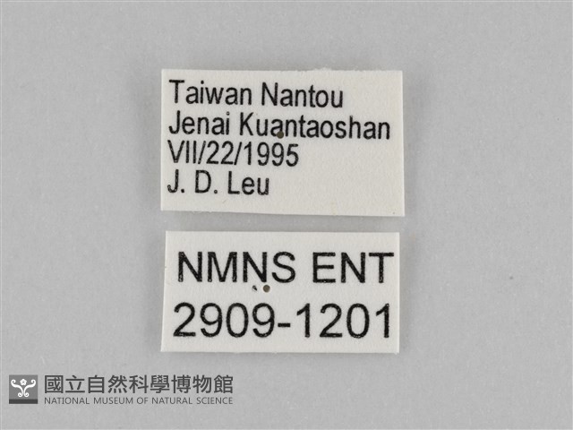 褐翅蔭眼蝶藏品圖，第3張