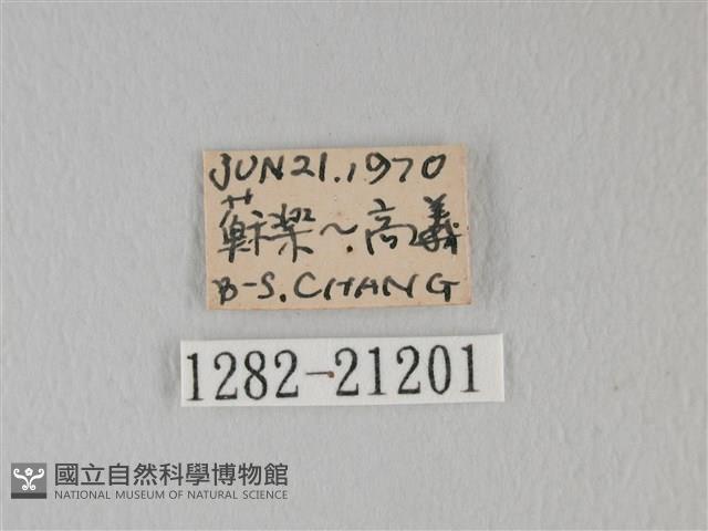 靛色琉灰蝶藏品圖，第3張