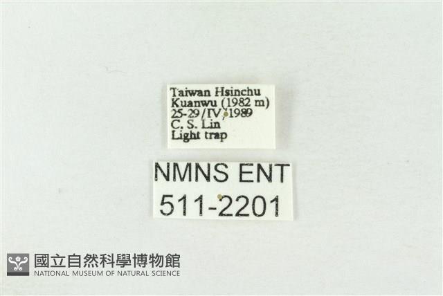 棍棒污燈蛾藏品圖，第3張