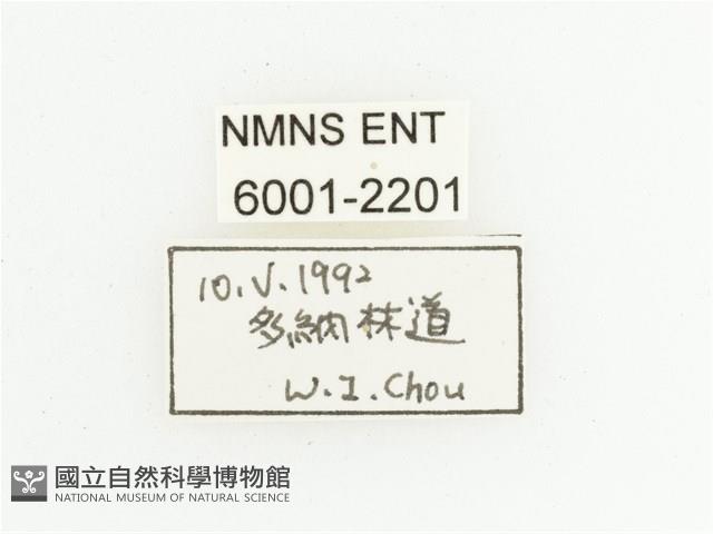 馬場青銅金龜藏品圖，第2張