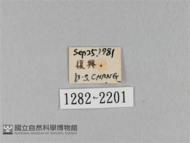 馬尾松枯葉蛾藏品圖，第3張