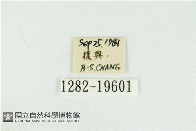 黑翅黃毒蛾藏品圖，第3張