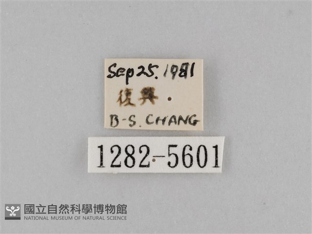 斜紋夜盜蛾藏品圖，第3張