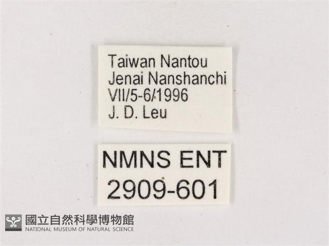 嫵琉灰蝶藏品圖，第3張