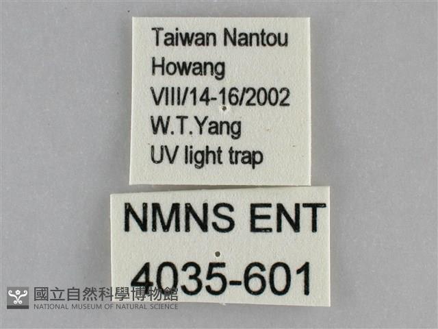 基褐刺蛾藏品圖，第3張