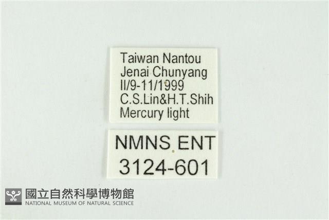 黑翅黃毒蛾藏品圖，第3張