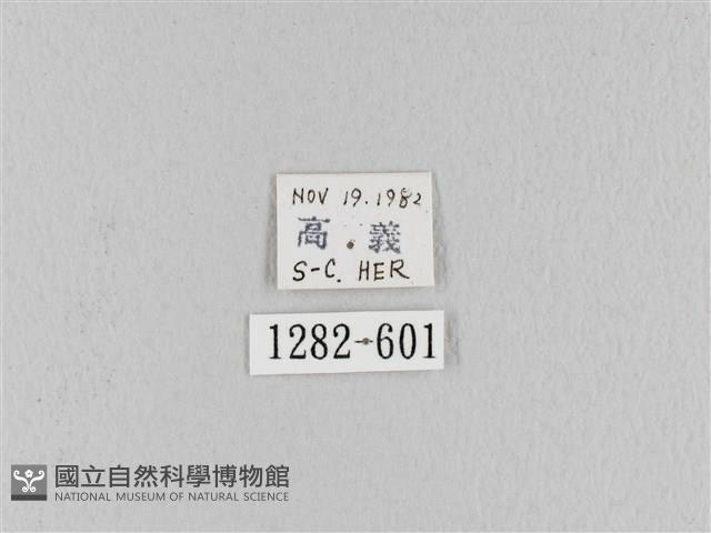 波紋枯葉蛾藏品圖，第3張