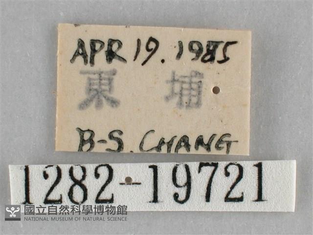 扭擬燈蛾藏品圖，第3張