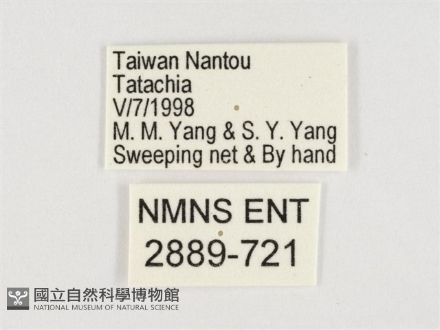 小紫斑蝶藏品圖，第3張