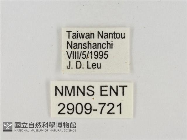 碎紋孔弄蝶藏品圖，第3張