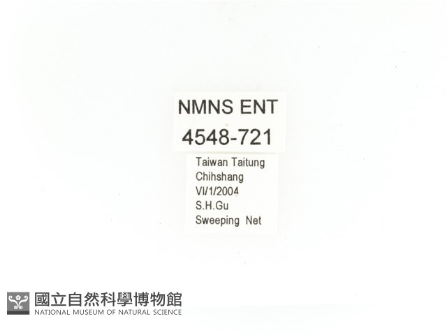 金艷騷金龜藏品圖，第2張