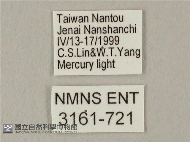 白點天蛾 藏品圖，第3張