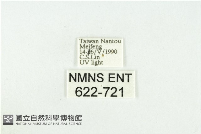 寬紋黃毒蛾藏品圖，第3張