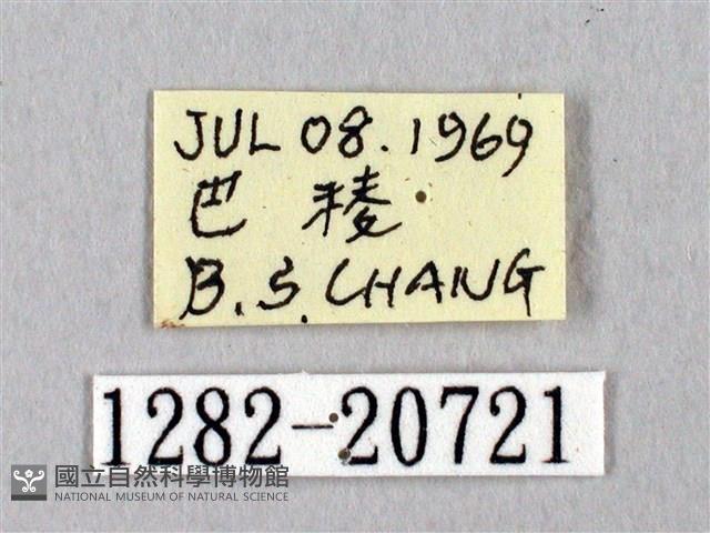 埔里星弄蝶藏品圖，第3張