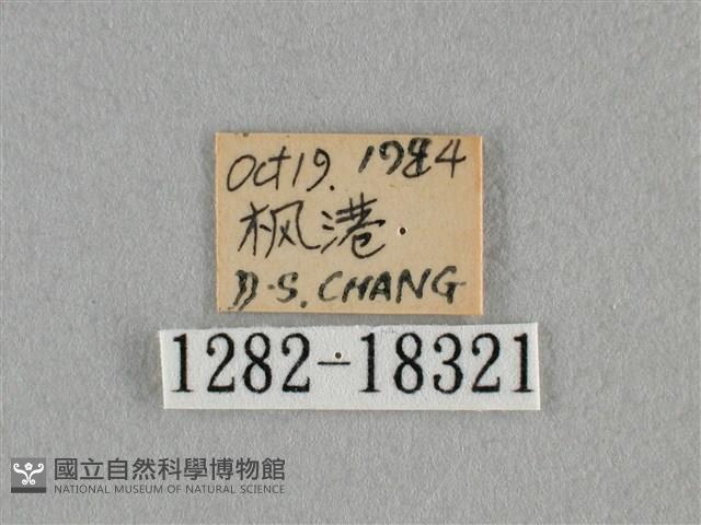 細灰蝶藏品圖，第3張