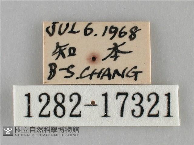 纖粉蝶、黑點粉蝶藏品圖，第3張