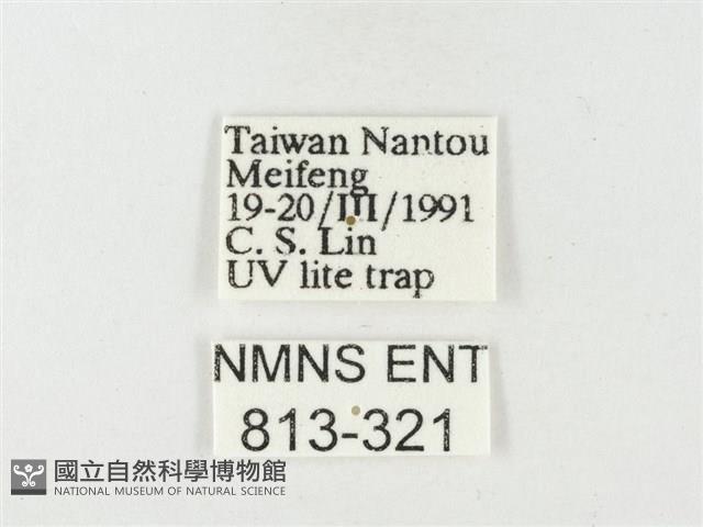 紋黃粉蝶藏品圖，第3張