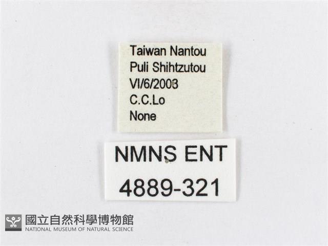 蓬萊茶斑蛾藏品圖，第3張