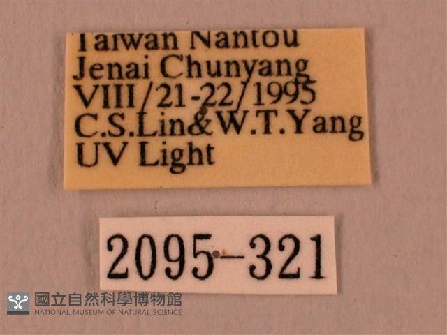 白星天蛾藏品圖，第3張