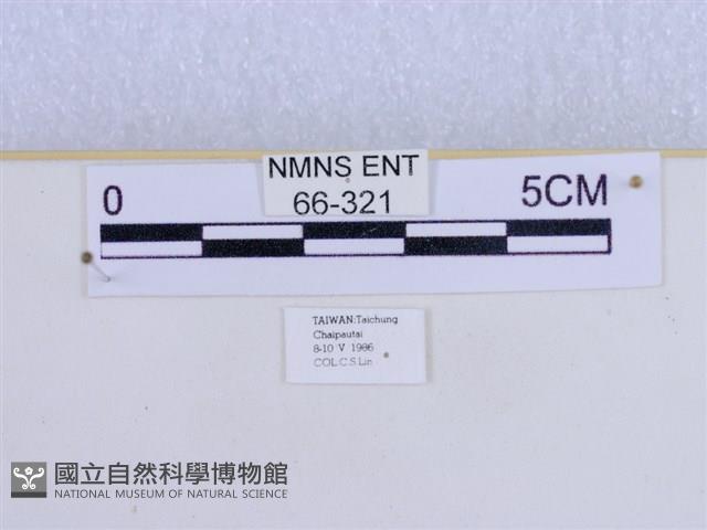 巨網燈蛾藏品圖，第3張