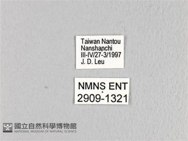 寬帶青鳳蝶藏品圖，第3張