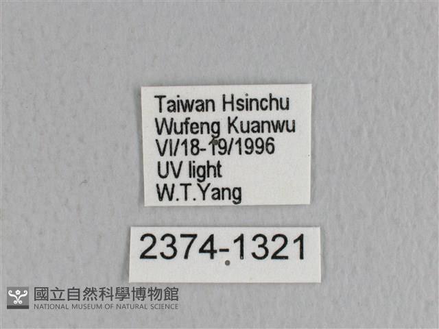 川邊氏枯葉蛾藏品圖，第3張