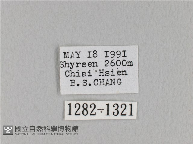 褐斜帶枯葉蛾藏品圖，第3張