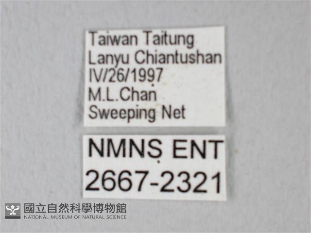 荷氏黃蝶藏品圖，第3張