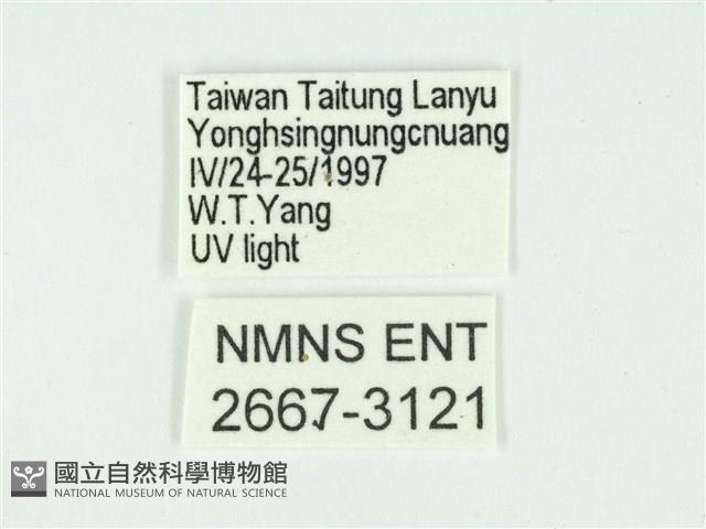 叉紋閃舞蛾藏品圖，第3張