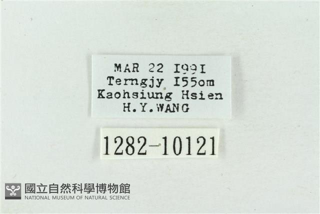 大斑波紋蛾藏品圖，第3張