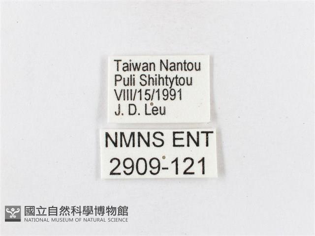 蓬萊茶斑蛾藏品圖，第3張