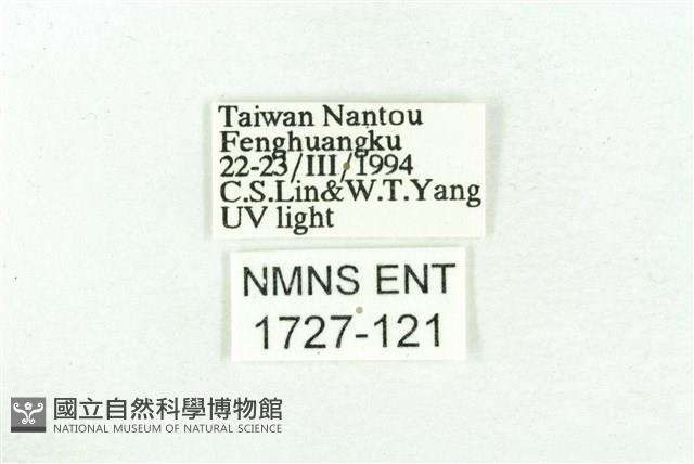 乳白斑燈蛾藏品圖，第3張