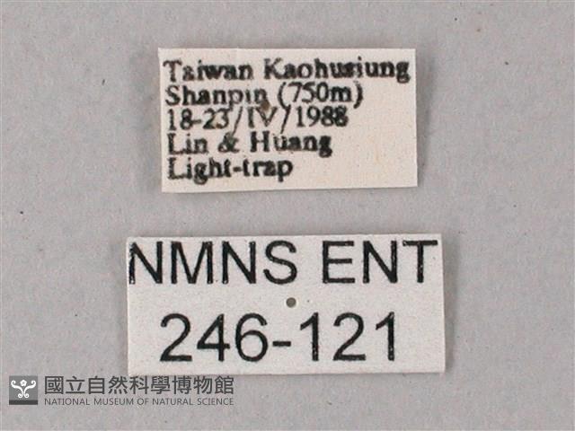 藏斜紋天蛾藏品圖，第3張