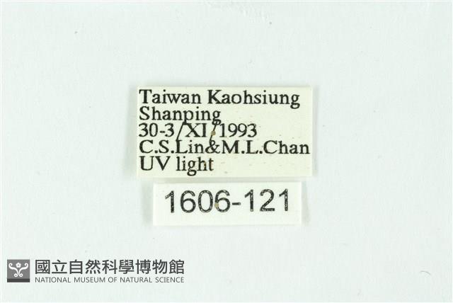 三條橙燈蛾藏品圖，第3張