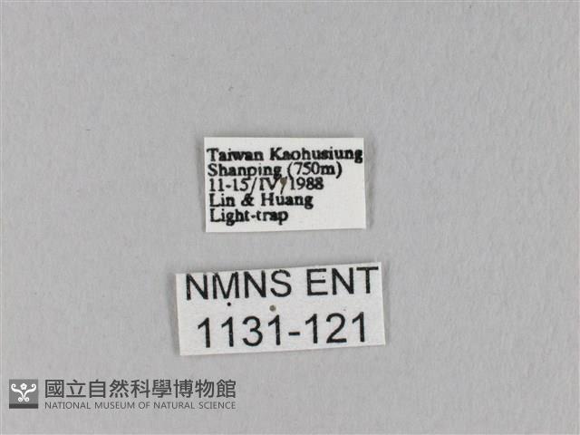 馬尾松枯葉蛾藏品圖，第3張