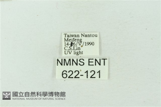 臺雪苔蛾藏品圖，第3張