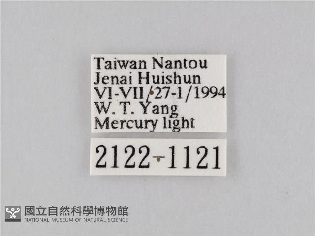 橙擬燈蛾藏品圖，第3張