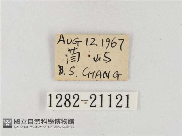 薑弄蝶藏品圖，第3張