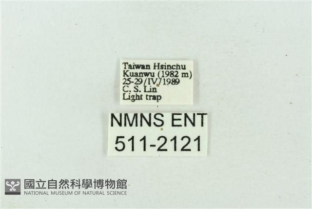 臺雪苔蛾藏品圖，第3張