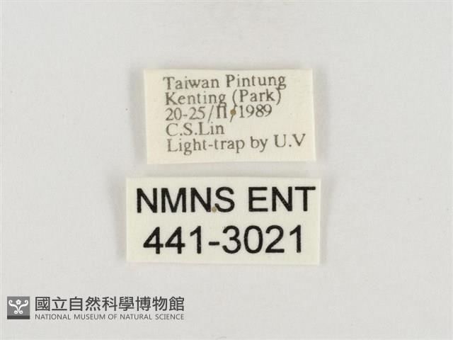 榕透翅毒蛾藏品圖，第3張