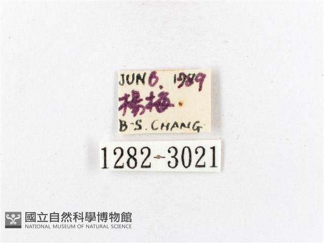 木毒蛾藏品圖，第3張